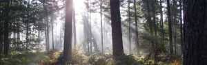 cannock-chase-trees-light
